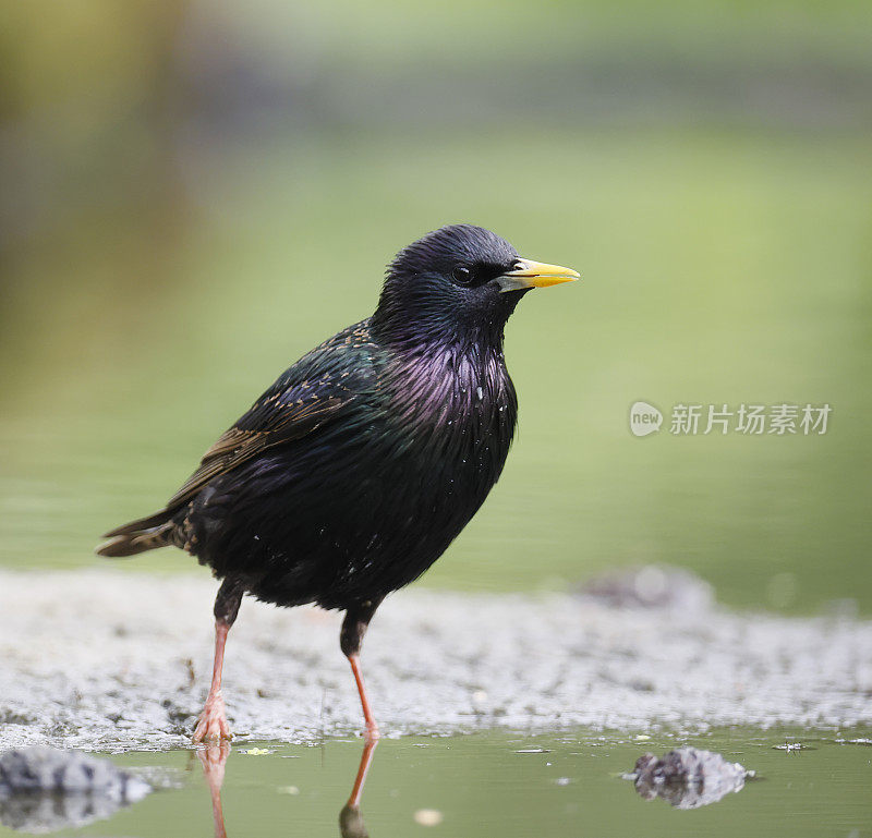 普通椋鸟(Sturnus vulgaris)